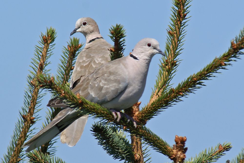 Eurasian Collared Doves